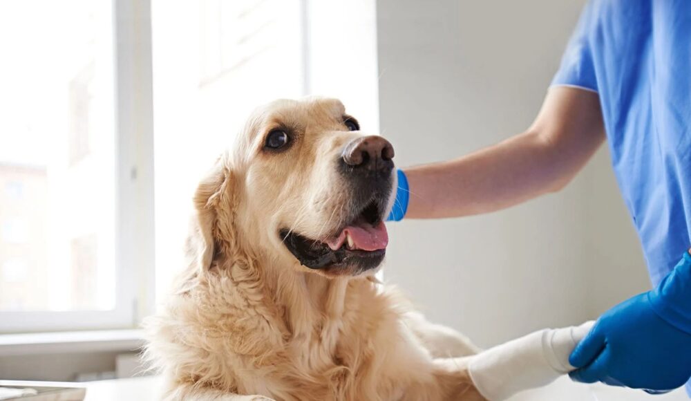 Evcil Hayvanlarınız İçin Sağlık ve Bakım İpuçları